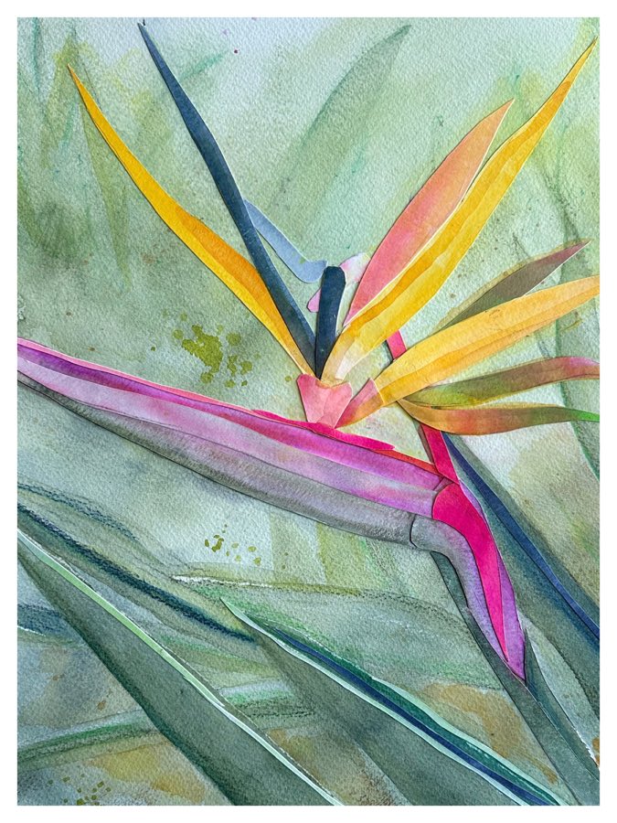 Bird Of Paradise 2, watercolor artwork
