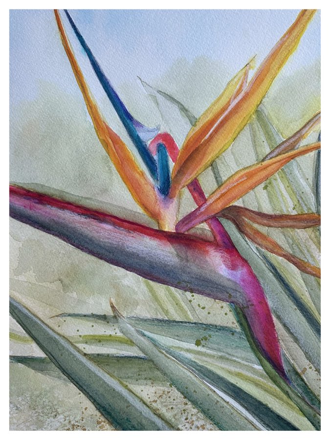 Bird Of Paradise 4, watercolor artwork
